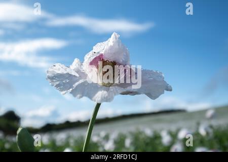 Weiße Mohnblumen wachsen in der Nähe von Wallingford, auf dem Weg nach Henley. Stockfoto