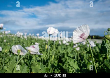 Weiße Mohnblumen wachsen in der Nähe von Wallingford, auf dem Weg nach Henley. Stockfoto