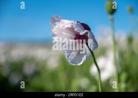 Weiße Mohnblumen wachsen in der Nähe von Wallingford, auf dem Weg nach Henley. Stockfoto