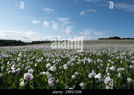 Weiße Mohnblumen wachsen in der Nähe von Wallingford, auf dem Weg nach Henley. Stockfoto