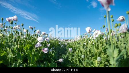 Weiße Mohnblumen wachsen in der Nähe von Wallingford, auf dem Weg nach Henley. Stockfoto