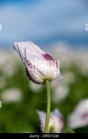 Weiße Mohnblumen wachsen in der Nähe von Wallingford, auf dem Weg nach Henley. Stockfoto