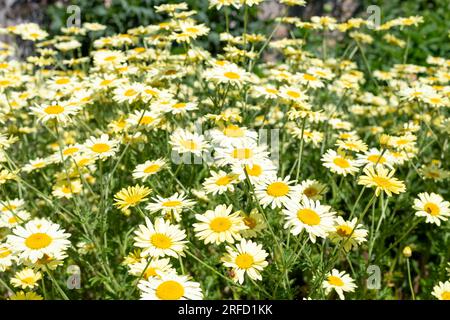 Blühende gelbe Kamillenblüten (cota tinctoria) Stockfoto