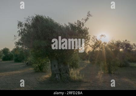 Olivenhaine in Apulien, Italien Stockfoto