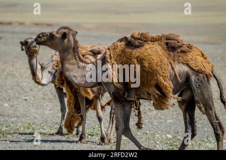 Bactrianische Kamele, die ihren Wintermantel in der Wüste Gobi in der südlichen Mongolei auswerfen. Stockfoto