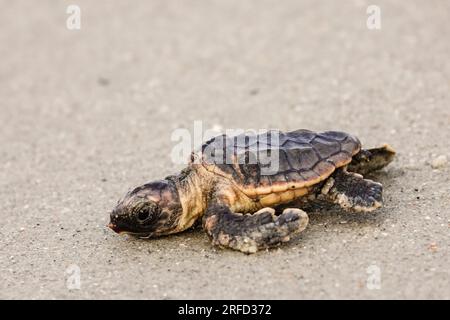 Isle of Palms, Vereinigte Staaten von Amerika. 02. August 2023. Eine vom Aussterben bedrohte Karettschildkröte schlüpft in Richtung Atlantik, nachdem sie am 2. August 2023 auf der Isle of Palms, South Carolina, aus dem Nest entlassen wurde. Meeresschildkröten schlüpfen Babys aus Nestern, die in Sanddünen gegraben sind und schlüpfen einmal über den offenen Strand zum Meer. Kredit: Richard Ellis/Richard Ellis/Alamy Live News Stockfoto