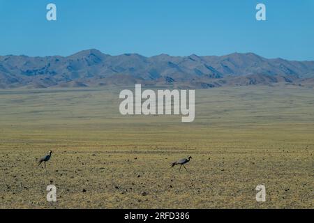 Demoiselle Cranes (Anthropoides virgo) auf der Suche nach Insekten hier in der Nähe von Dalanzadgad in der Wüste Gobi, der größten Wüstenregion in Asien und Cov Stockfoto