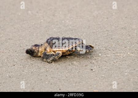 Isle of Palms, Vereinigte Staaten von Amerika. 02. August 2023. Eine vom Aussterben bedrohte Karettschildkröte schlüpft in Richtung Atlantik, nachdem sie am 2. August 2023 auf der Isle of Palms, South Carolina, aus dem Nest entlassen wurde. Meeresschildkröten schlüpfen Babys aus Nestern, die in Sanddünen gegraben sind und schlüpfen einmal über den offenen Strand zum Meer. Kredit: Richard Ellis/Richard Ellis/Alamy Live News Stockfoto