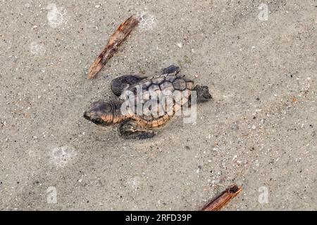 Isle of Palms, Vereinigte Staaten von Amerika. 02. August 2023. Eine vom Aussterben bedrohte Karettschildkröte schlüpft in Richtung Atlantik, nachdem sie am 2. August 2023 auf der Isle of Palms, South Carolina, aus dem Nest entlassen wurde. Meeresschildkröten schlüpfen Babys aus Nestern, die in Sanddünen gegraben sind und schlüpfen einmal über den offenen Strand zum Meer. Kredit: Richard Ellis/Richard Ellis/Alamy Live News Stockfoto