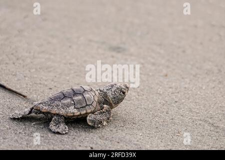 Isle of Palms, Vereinigte Staaten von Amerika. 02. August 2023. Eine vom Aussterben bedrohte Karettschildkröte schlüpft in Richtung Atlantik, nachdem sie am 2. August 2023 auf der Isle of Palms, South Carolina, aus dem Nest entlassen wurde. Meeresschildkröten schlüpfen Babys aus Nestern, die in Sanddünen gegraben sind und schlüpfen einmal über den offenen Strand zum Meer. Kredit: Richard Ellis/Richard Ellis/Alamy Live News Stockfoto