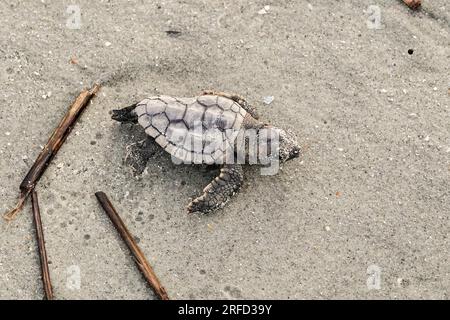 Isle of Palms, Vereinigte Staaten von Amerika. 02. August 2023. Eine vom Aussterben bedrohte Karettschildkröte schlüpft in Richtung Atlantik, nachdem sie am 2. August 2023 auf der Isle of Palms, South Carolina, aus dem Nest entlassen wurde. Meeresschildkröten schlüpfen Babys aus Nestern, die in Sanddünen gegraben sind und schlüpfen einmal über den offenen Strand zum Meer. Kredit: Richard Ellis/Richard Ellis/Alamy Live News Stockfoto