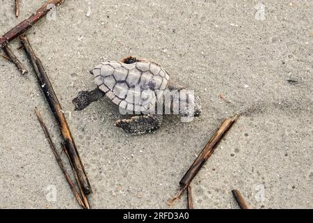 Isle of Palms, Vereinigte Staaten von Amerika. 02. August 2023. Eine vom Aussterben bedrohte Karettschildkröte schlüpft in Richtung Atlantik, nachdem sie am 2. August 2023 auf der Isle of Palms, South Carolina, aus dem Nest entlassen wurde. Meeresschildkröten schlüpfen Babys aus Nestern, die in Sanddünen gegraben sind und schlüpfen einmal über den offenen Strand zum Meer. Kredit: Richard Ellis/Richard Ellis/Alamy Live News Stockfoto