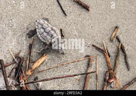 Isle of Palms, Vereinigte Staaten von Amerika. 02. August 2023. Eine vom Aussterben bedrohte Karettschildkröte schlüpft in Richtung Atlantik, nachdem sie am 2. August 2023 auf der Isle of Palms, South Carolina, aus dem Nest entlassen wurde. Meeresschildkröten schlüpfen Babys aus Nestern, die in Sanddünen gegraben sind und schlüpfen einmal über den offenen Strand zum Meer. Kredit: Richard Ellis/Richard Ellis/Alamy Live News Stockfoto