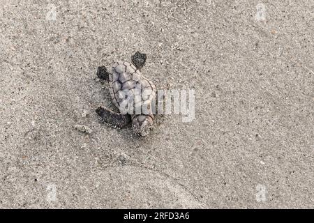 Isle of Palms, Vereinigte Staaten von Amerika. 02. August 2023. Eine vom Aussterben bedrohte Karettschildkröte schlüpft in Richtung Atlantik, nachdem sie am 2. August 2023 auf der Isle of Palms, South Carolina, aus dem Nest entlassen wurde. Meeresschildkröten schlüpfen Babys aus Nestern, die in Sanddünen gegraben sind und schlüpfen einmal über den offenen Strand zum Meer. Kredit: Richard Ellis/Richard Ellis/Alamy Live News Stockfoto