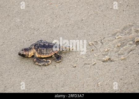 Isle of Palms, Vereinigte Staaten von Amerika. 02. August 2023. Eine vom Aussterben bedrohte Karettschildkröte schlüpft in Richtung Atlantik, nachdem sie am 2. August 2023 auf der Isle of Palms, South Carolina, aus dem Nest entlassen wurde. Meeresschildkröten schlüpfen Babys aus Nestern, die in Sanddünen gegraben sind und schlüpfen einmal über den offenen Strand zum Meer. Kredit: Richard Ellis/Richard Ellis/Alamy Live News Stockfoto