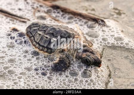 Isle of Palms, Vereinigte Staaten von Amerika. 02. August 2023. Eine vom Aussterben bedrohte Karettschildkröte schlüpft in Richtung Atlantik, nachdem sie am 2. August 2023 auf der Isle of Palms, South Carolina, aus dem Nest entlassen wurde. Meeresschildkröten schlüpfen Babys aus Nestern, die in Sanddünen gegraben sind und schlüpfen einmal über den offenen Strand zum Meer. Kredit: Richard Ellis/Richard Ellis/Alamy Live News Stockfoto