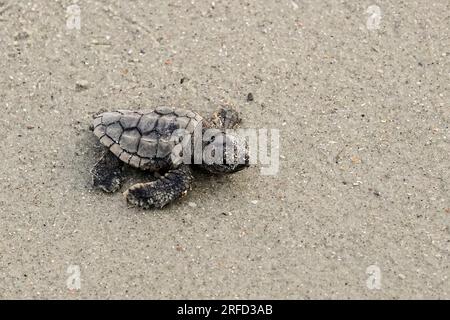 Isle of Palms, Vereinigte Staaten von Amerika. 02. August 2023. Eine vom Aussterben bedrohte Karettschildkröte schlüpft in Richtung Atlantik, nachdem sie am 2. August 2023 auf der Isle of Palms, South Carolina, aus dem Nest entlassen wurde. Meeresschildkröten schlüpfen Babys aus Nestern, die in Sanddünen gegraben sind und schlüpfen einmal über den offenen Strand zum Meer. Kredit: Richard Ellis/Richard Ellis/Alamy Live News Stockfoto