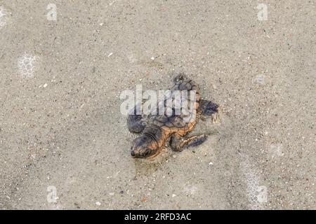 Isle of Palms, Vereinigte Staaten von Amerika. 02. August 2023. Eine vom Aussterben bedrohte Karettschildkröte schlüpft in Richtung Atlantik, nachdem sie am 2. August 2023 auf der Isle of Palms, South Carolina, aus dem Nest entlassen wurde. Meeresschildkröten schlüpfen Babys aus Nestern, die in Sanddünen gegraben sind und schlüpfen einmal über den offenen Strand zum Meer. Kredit: Richard Ellis/Richard Ellis/Alamy Live News Stockfoto