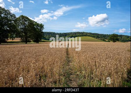 Ein öffentlicher Fußweg über Ackerland in Richtung Heyshott Down, South Downs National Park, West Sussex, England, Großbritannien Stockfoto