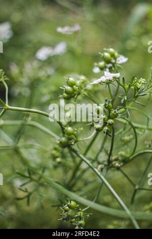 Korianderblüten im Gemüsegarten Stockfoto