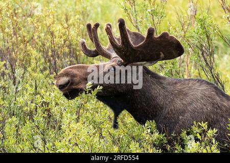 Bullenelch mit Geweih in Samt, der auf Weiden umherspäht Stockfoto