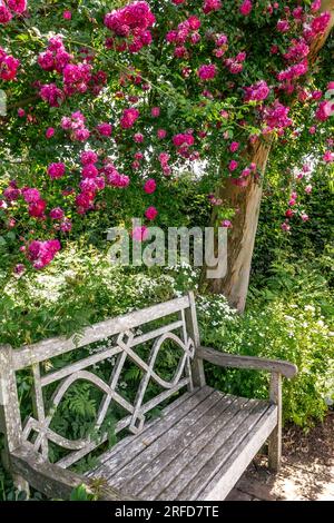 Rosengarten Holzbank mit Oase der Ruhe. Traditionelle Holzbank mit Blick auf Gärten mit lebhaften Rosen in voller Frühlingsblüte, die einen attraktiven bunten natürlichen Hafen über sich bilden. Stockfoto