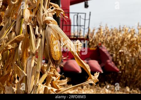 Maisfeld im Herbst während der Maisernte mit Mähdrescher im Hintergrund. Konzept Landwirtschaft, Ernte, Agrarhandel und Export. Stockfoto