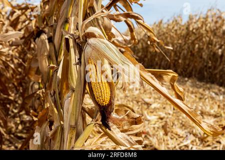 Ähre aus Mais im Maisfeld bereit für die Ernte. Erntezeit, Landwirtschaft, Landwirtschaft und Ethanol-Konzept. Stockfoto