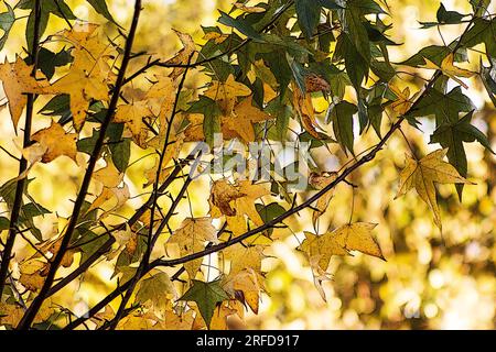 Blätter im Herbst Stockfoto