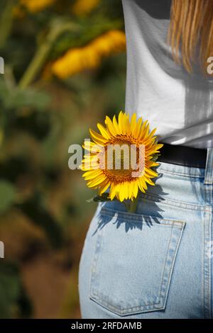 Ein Mädchen steht auf einem Feld voller blühender Sonnenblumen, eine Sonnenblume in der Tasche ihrer Jeans, Nahaufnahme. Stockfoto