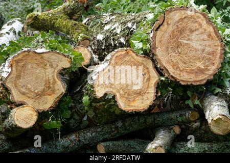 Querschnitt mit Jahresringen von Baumstämmen einer gefällten Birke Stockfoto