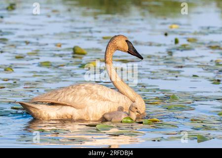 Trompeterschwan (Cygnus Buccinator) mit Cygnet auf Wasser, Ost USA, von Dominique Braud/Dembinsky Photo Assoc Stockfoto