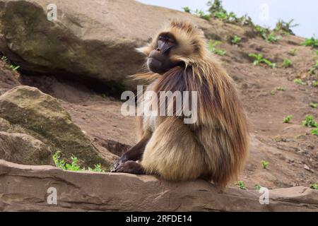 Dominanter männlicher Alpha-Pavian, der auf einem Felsen sitzt und sein Territorium bewacht. Stockfoto