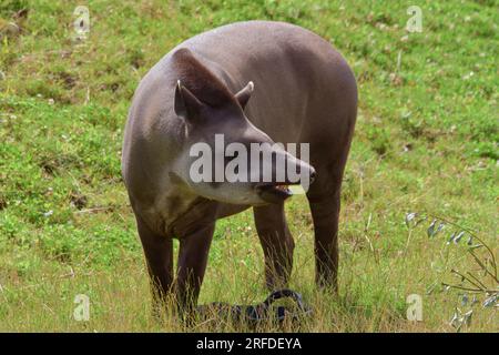 Süßer grauer Tapir auf der Suche nach Essen auf einer grasbedeckten Bank in der Sommersonne. Stockfoto