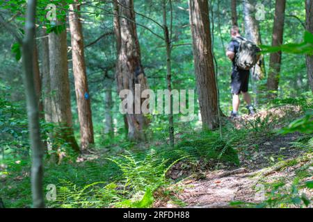 Wandern auf einem Waldweg, Wegweiser, natürliches Hintergrundbild, aktiver Lebensstil Stockfoto