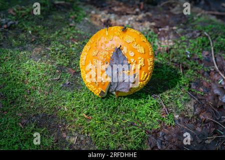 Orangefarbene gelbe Fly Agaric Pilze, die am Rande eines Wanderwegs gefunden wurden. Stockfoto