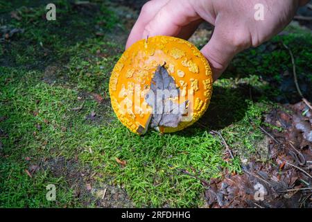 Orangefarbene gelbe Fly Agaric Pilze, die am Rande eines Wanderwegs gefunden wurden. Stockfoto