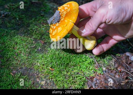 Orangefarbene gelbe Fly Agaric Pilze, die am Rande eines Wanderwegs gefunden wurden. Stockfoto