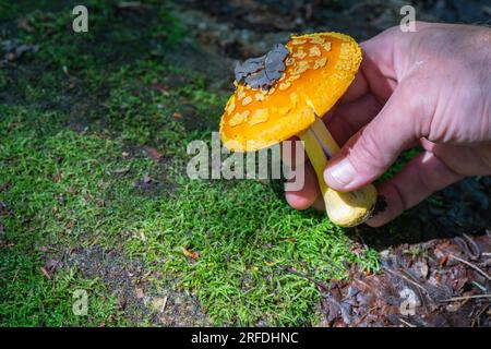 Orangefarbene gelbe Fly Agaric Pilze, die am Rande eines Wanderwegs gefunden wurden. Stockfoto