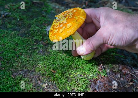 Orangefarbene gelbe Fly Agaric Pilze, die am Rande eines Wanderwegs gefunden wurden. Stockfoto