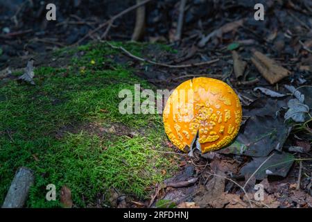Orangefarbene gelbe Fly Agaric Pilze, die am Rande eines Wanderwegs gefunden wurden. Stockfoto