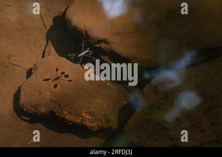 Abstrakter Hintergrund Eines Common Pond Skaters auf einem Teich, Gerris lacustris Stockfoto