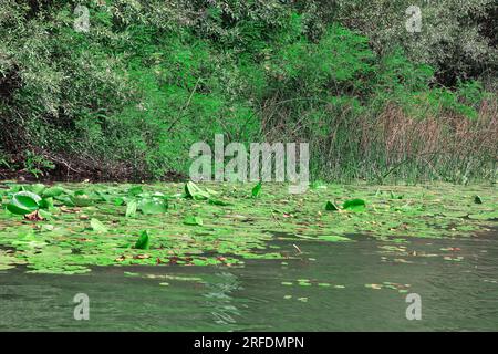 Grüne Wasserlilien auf der Oberfläche des Sees. Lotusblätter auf der Wasseroberfläche im Park Stockfoto