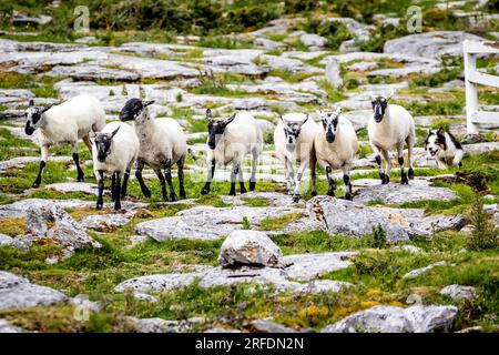 Schafherde geführt von Shepherd Border Collie trainierte Hund im Freien Stockfoto