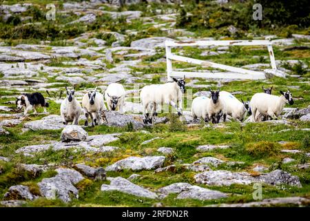 Schafherde geführt von Shepherd Border Collie trainierte Hund im Freien Stockfoto