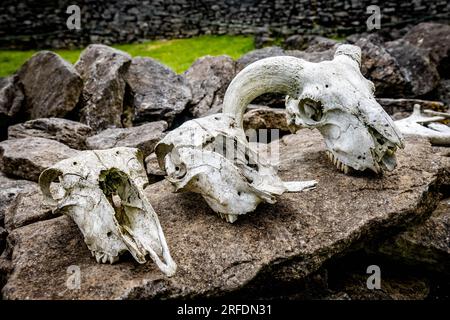 Tiere Schädel verblieben in uralter Nähe auf Stein Stockfoto