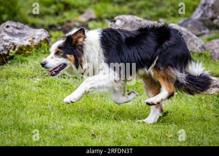 Nahaufnahme eines Schafhundes von Border Collie, der im Freien auf dem Feld arbeitet Stockfoto