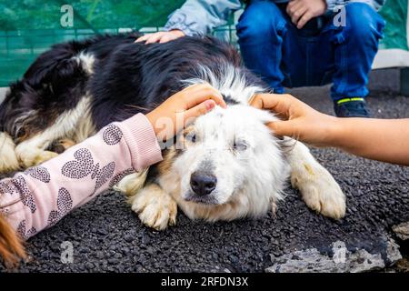 Streichelndes, niedliches Border Collie Sheep Dog, Nahaufnahme des Porträts Stockfoto