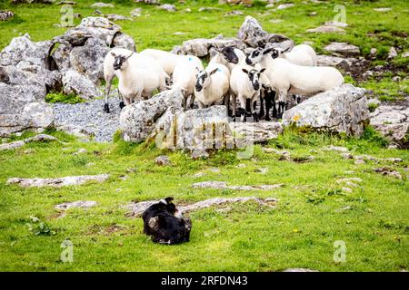 Schafherde geführt von Shepherd Border Collie trainierte Hund im Freien Stockfoto