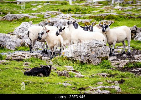 Schafherde geführt von Shepherd Border Collie trainierte Hund im Freien Stockfoto